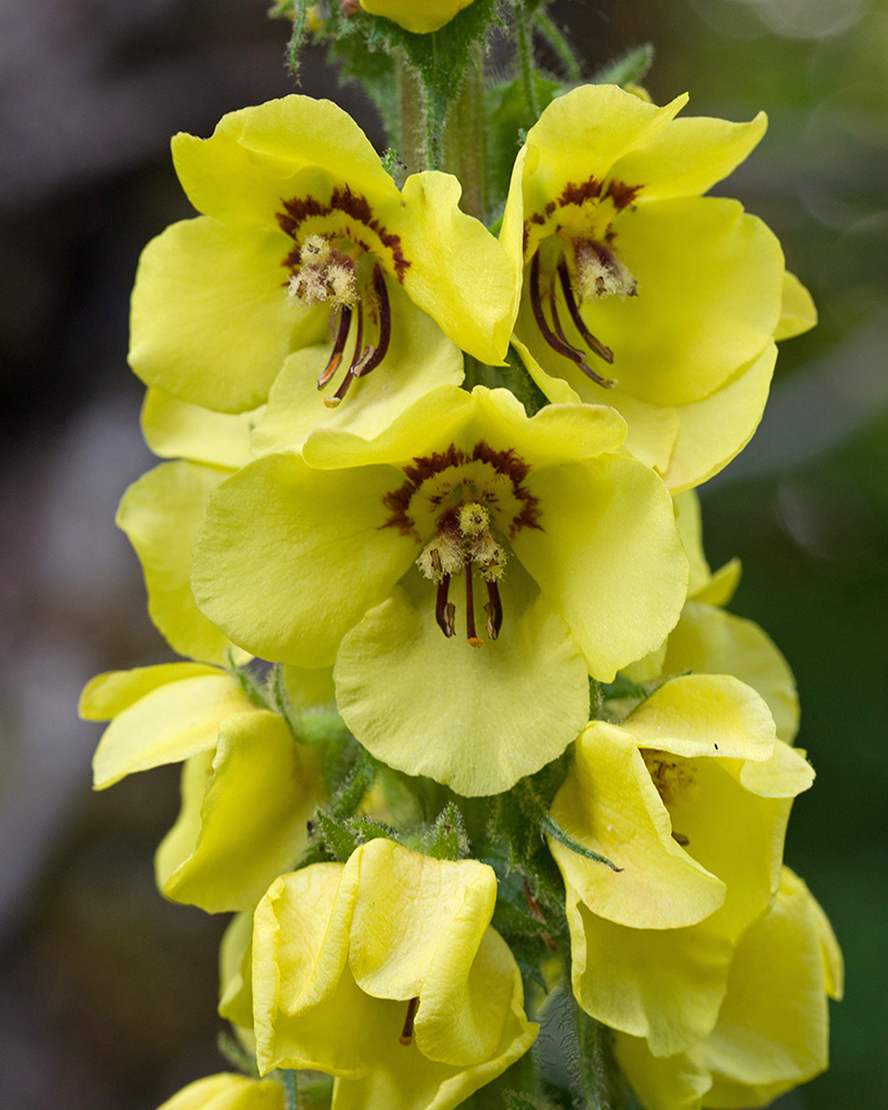 Изображение особи Verbascum spectabile.