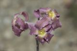 Matthiola odoratissima
