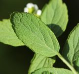 Spiraea turczaninowii