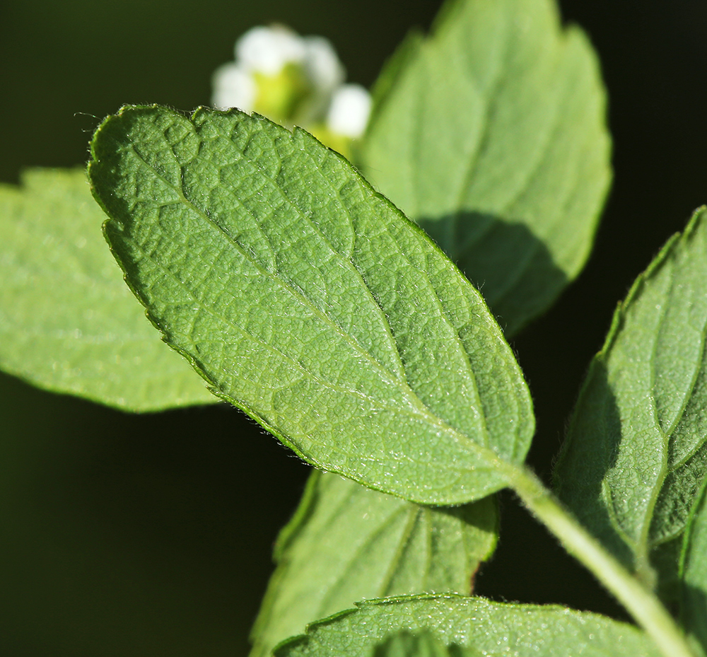 Изображение особи Spiraea turczaninowii.