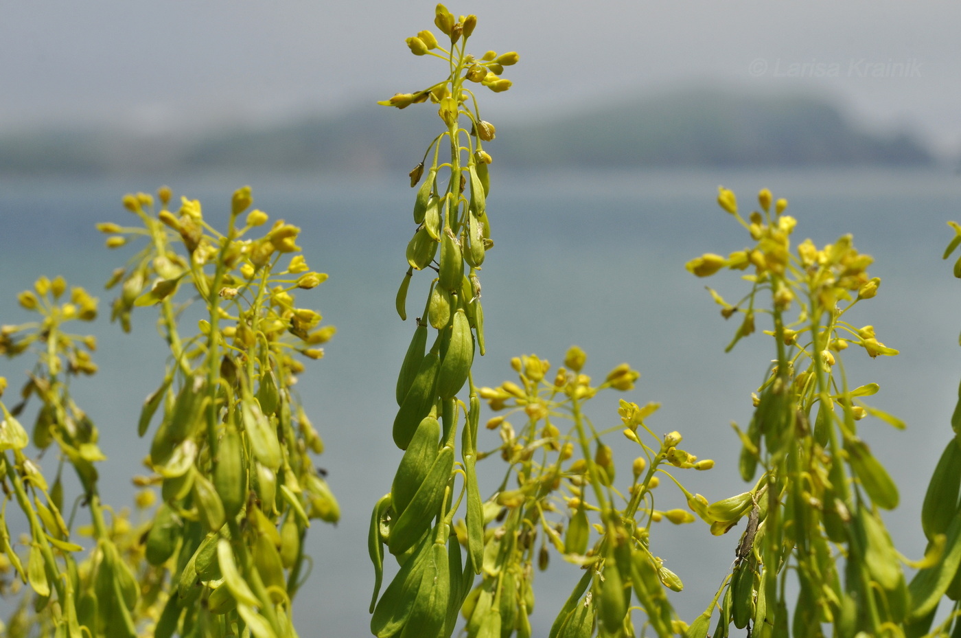Image of Isatis tinctoria var. yezoensis specimen.