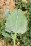 Atriplex flabellum