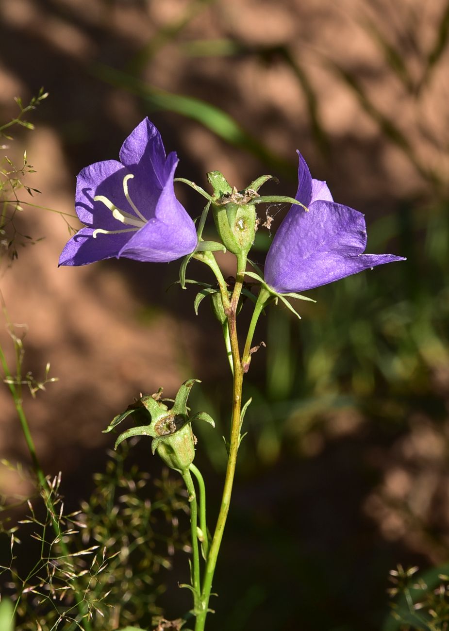 Image of Campanula persicifolia specimen.