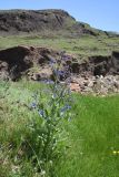 genus Anchusa