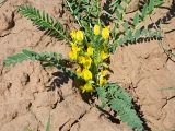 Astragalus wolgensis