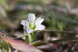 Holosteum umbellatum