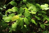Cimicifuga heracleifolia