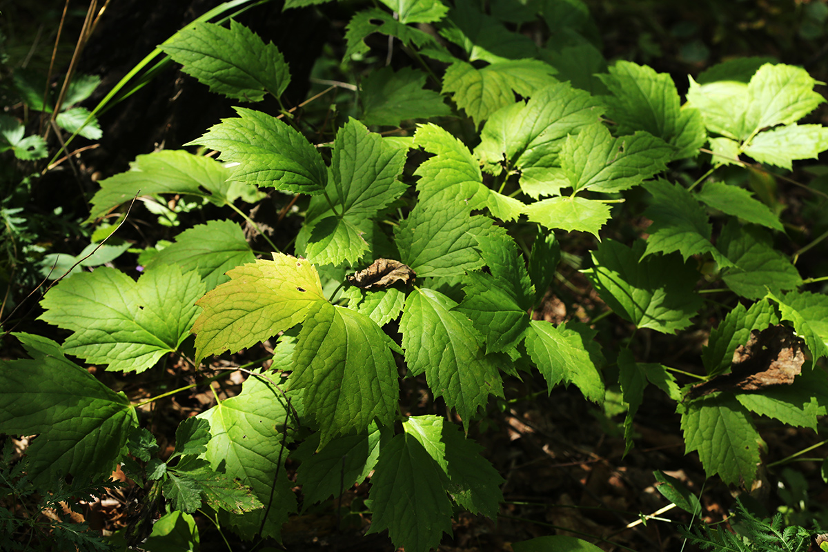 Изображение особи Cimicifuga heracleifolia.