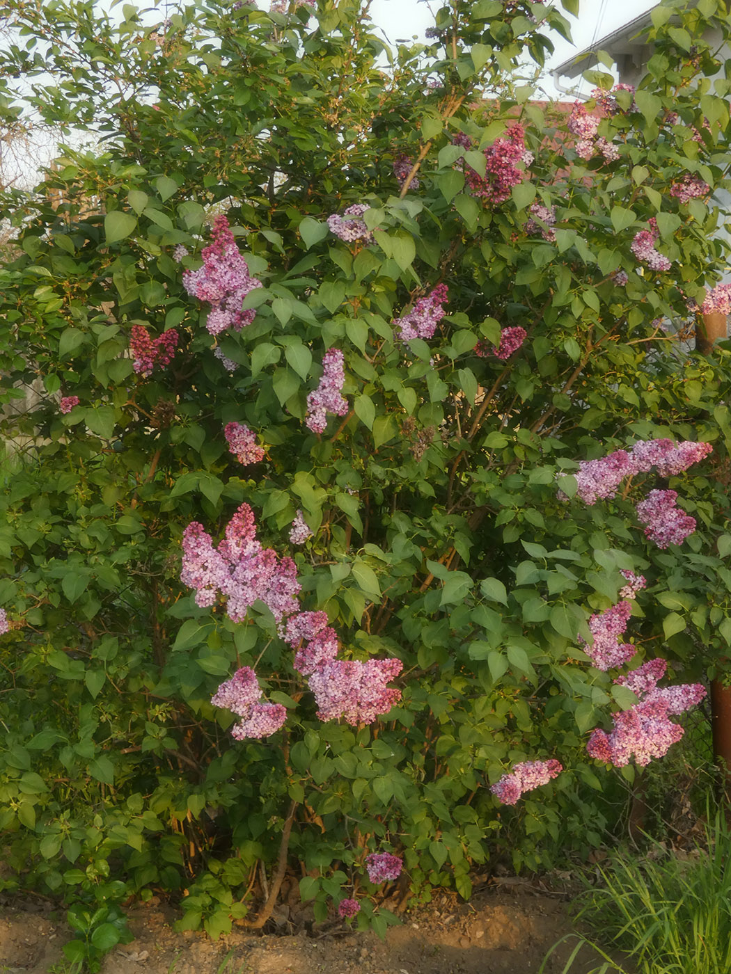 Изображение особи Syringa vulgaris.