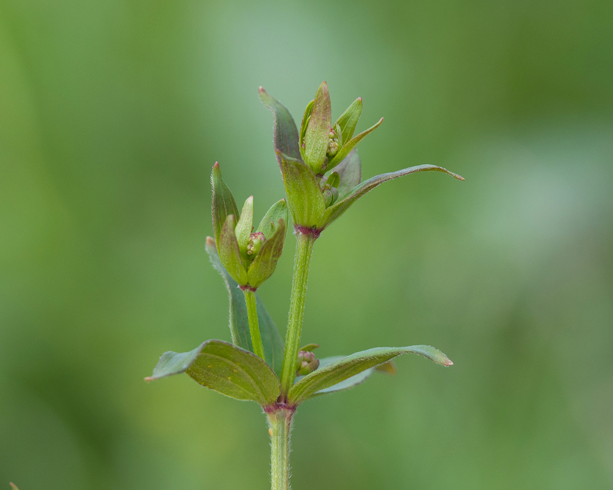 Изображение особи Galium valantioides.