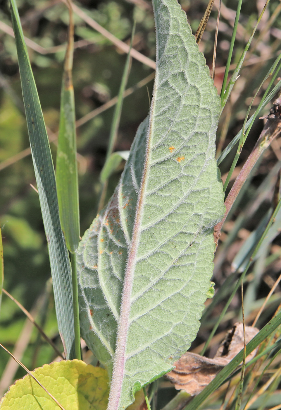 Изображение особи Campanula bononiensis.