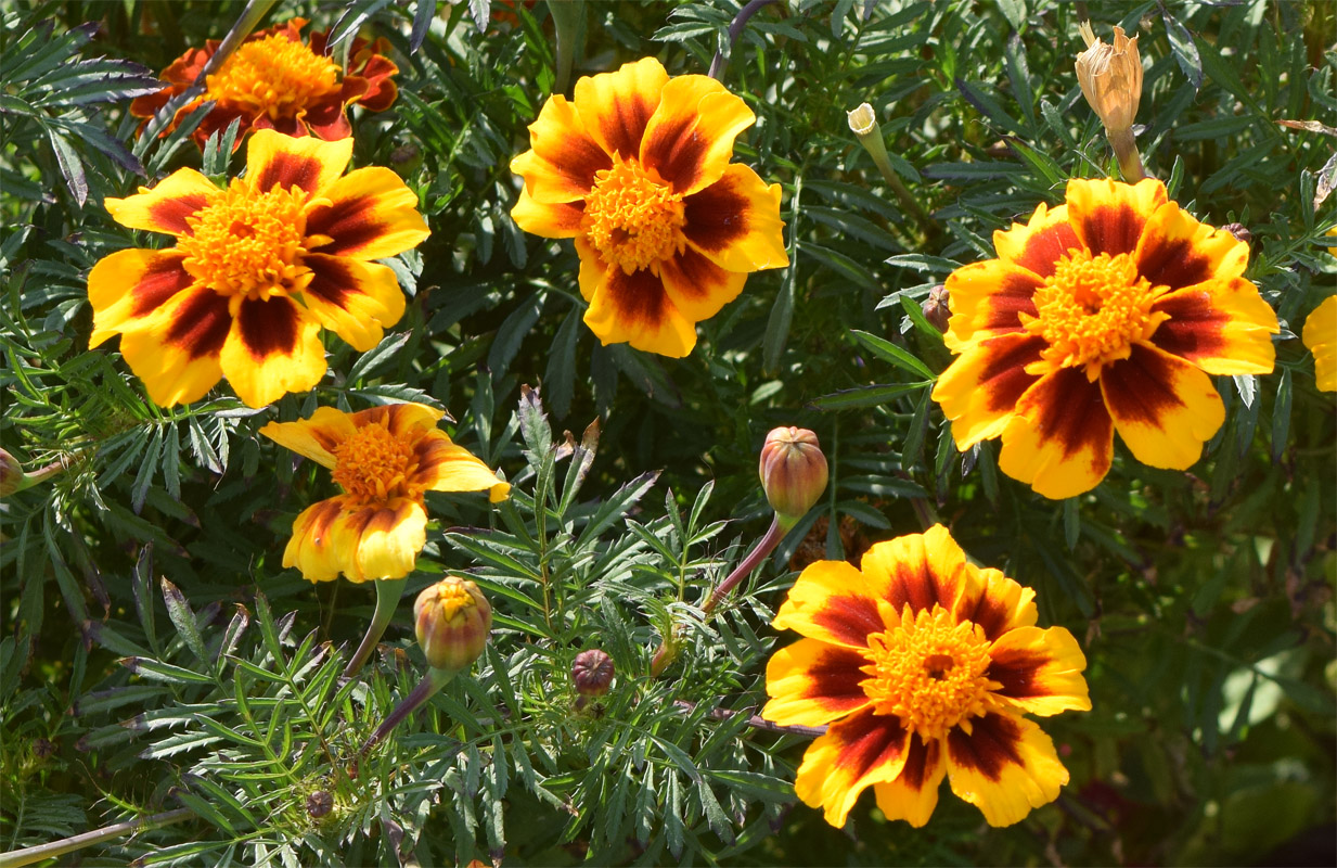 Image of Tagetes patula specimen.