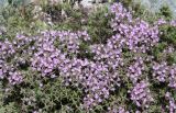 Thymus helendzhicus