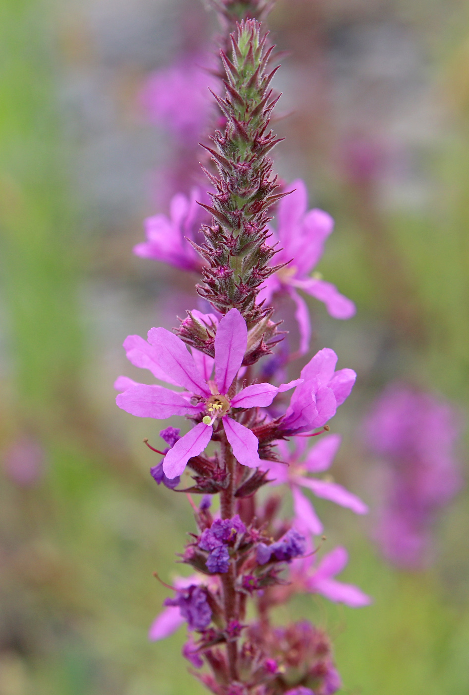 Image of Lythrum salicaria specimen.