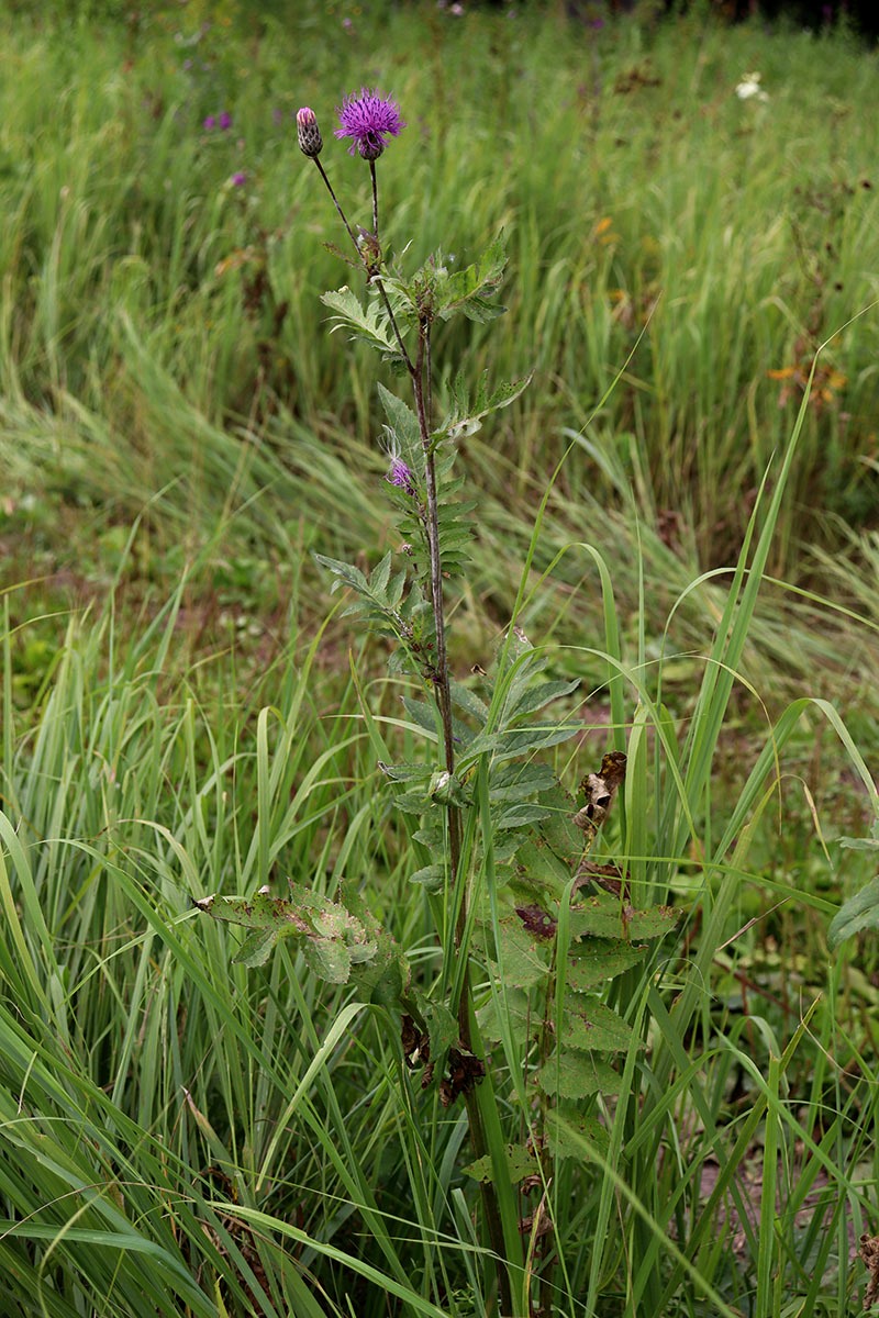 Изображение особи Serratula coronata.