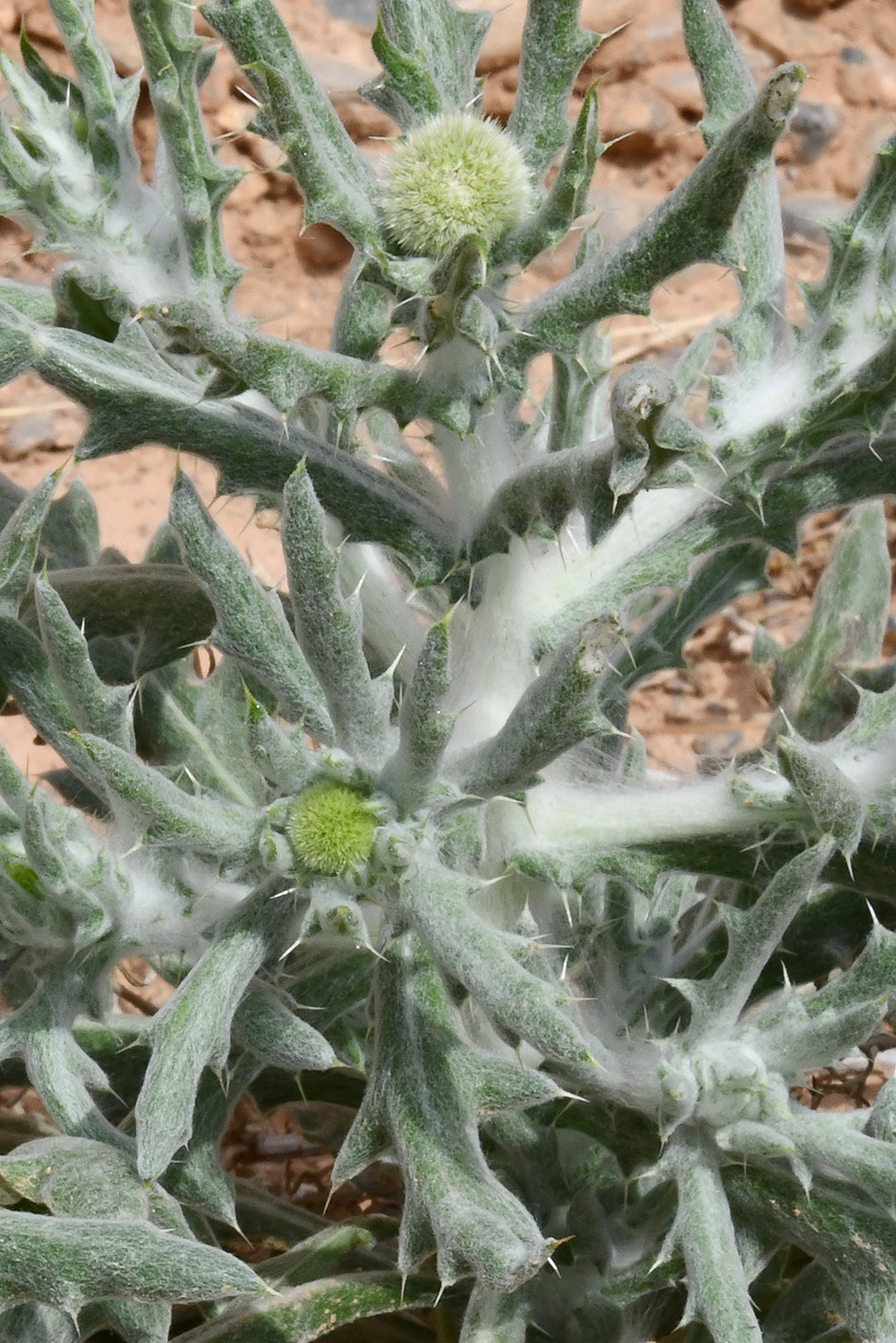 Image of Echinops nanus specimen.