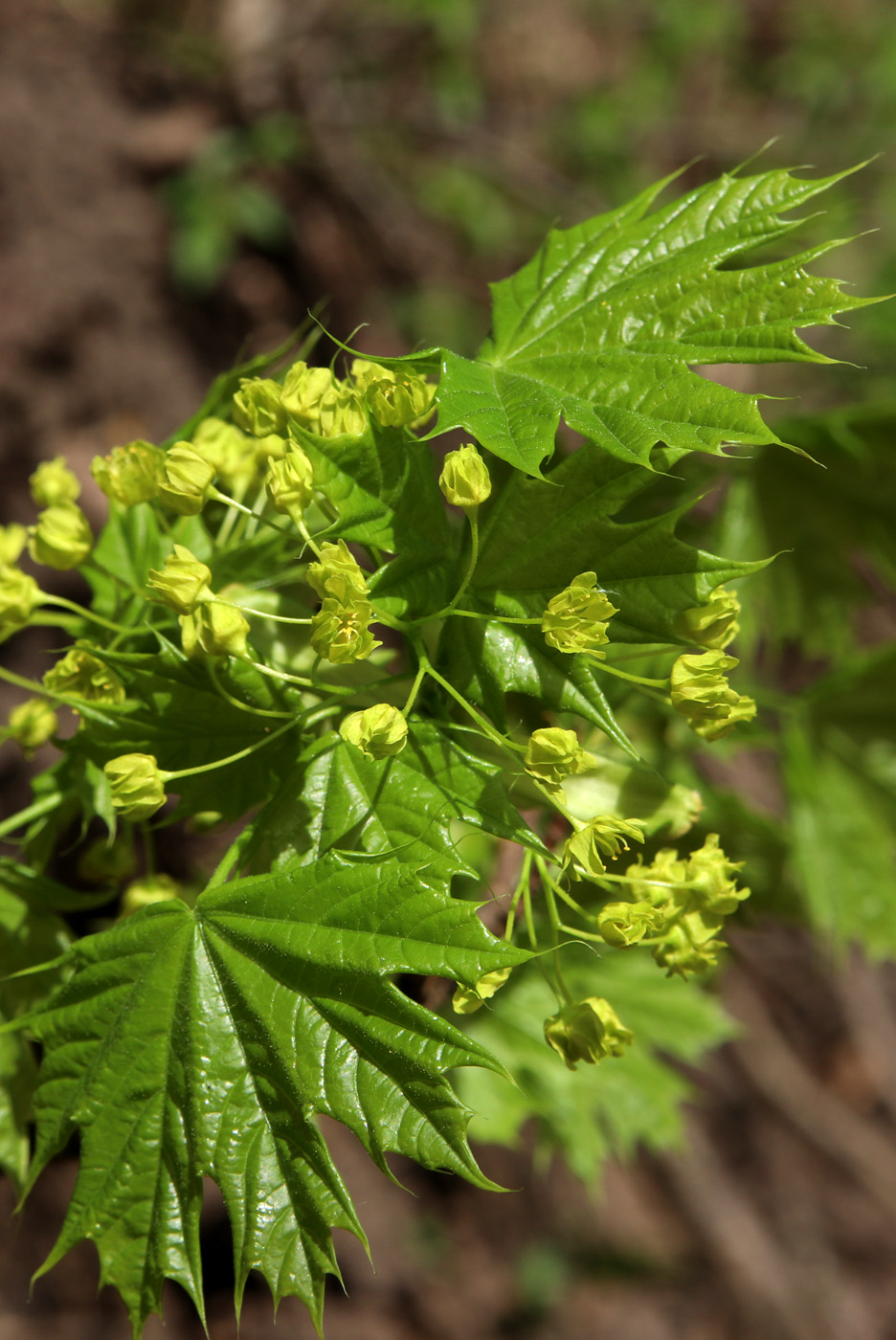 Изображение особи Acer platanoides.