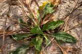 Plantago major. Листья в основании плодоносящих побегов. Ростовская обл., Неклиновский р-н, окр. хут. Мержаново, песчаный берег. 08.09.2024.