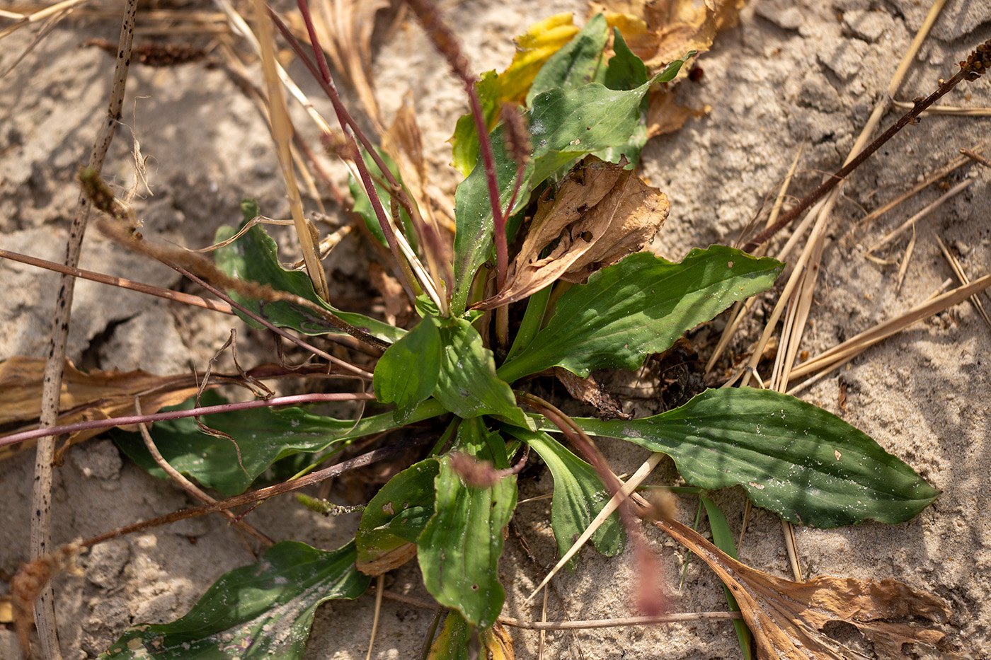Image of Plantago major specimen.