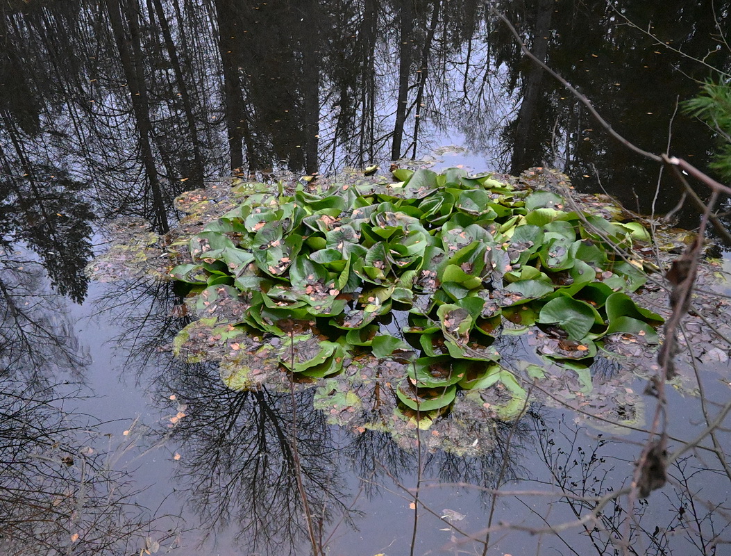 Image of Unknown species specimen.