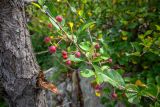 Malus mandshurica. Верхушка ветви с плодами (рядом виден ствол Betula). Приморский край, Хасанский р-н, п-ов Гамова, бух. Алексеева, скала у моря. 03.09.2025.