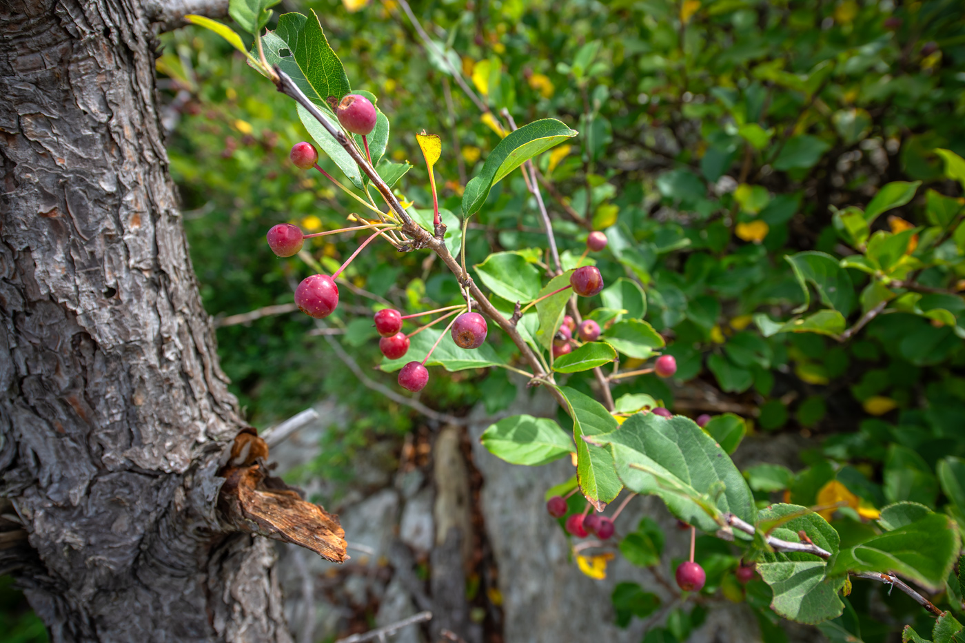 Image of Malus mandshurica specimen.