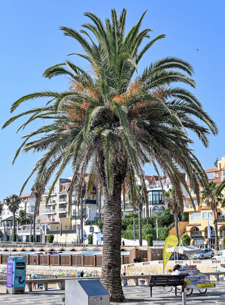 Изображение особи Phoenix canariensis.