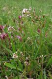 Draba muralis