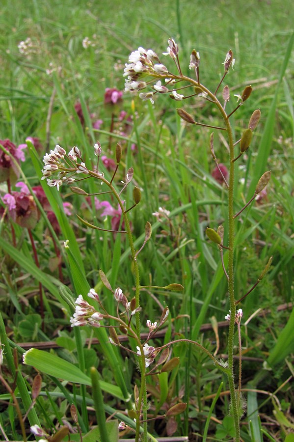 Изображение особи Draba muralis.