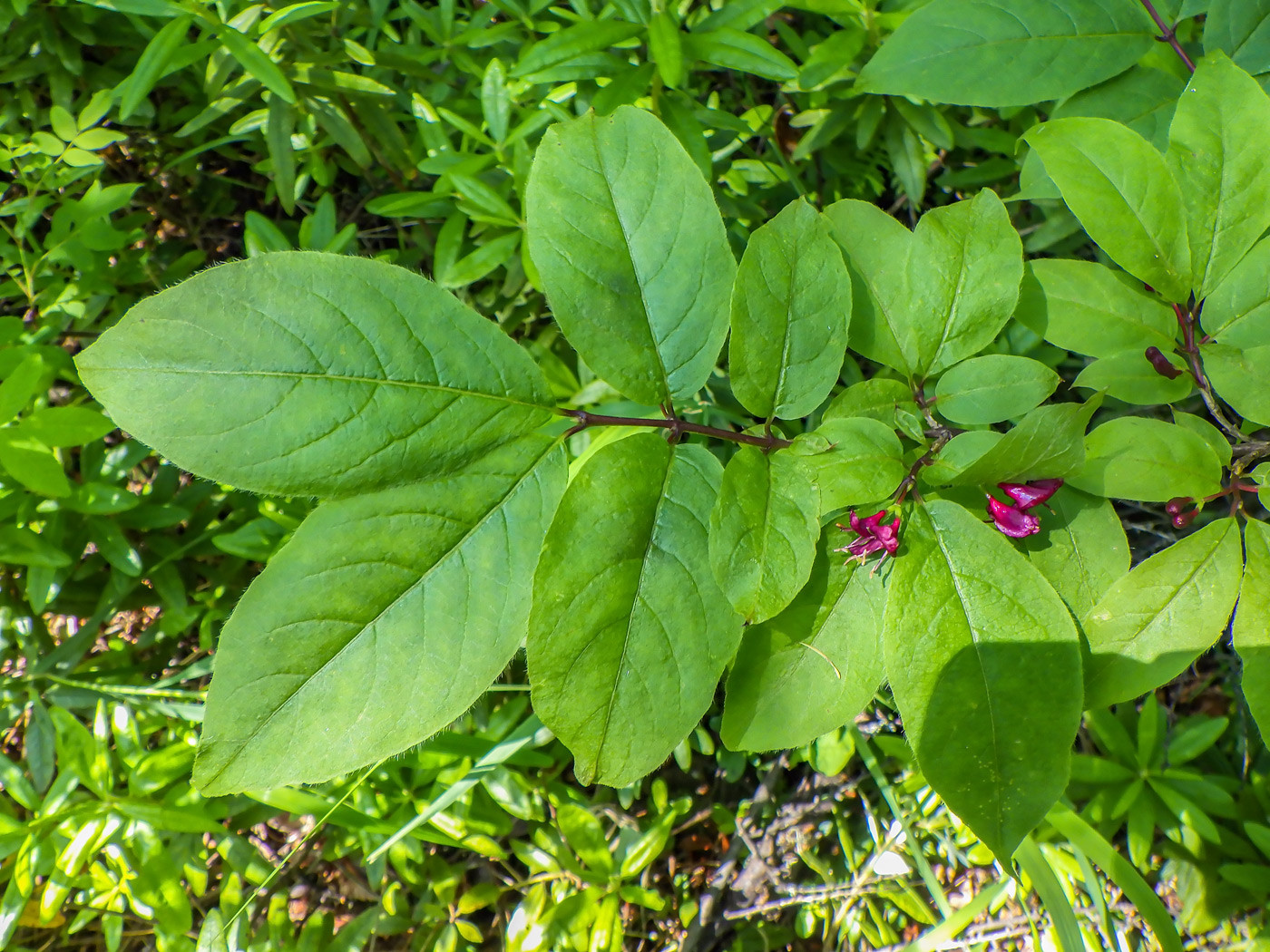 Изображение особи Lonicera maximowiczii.