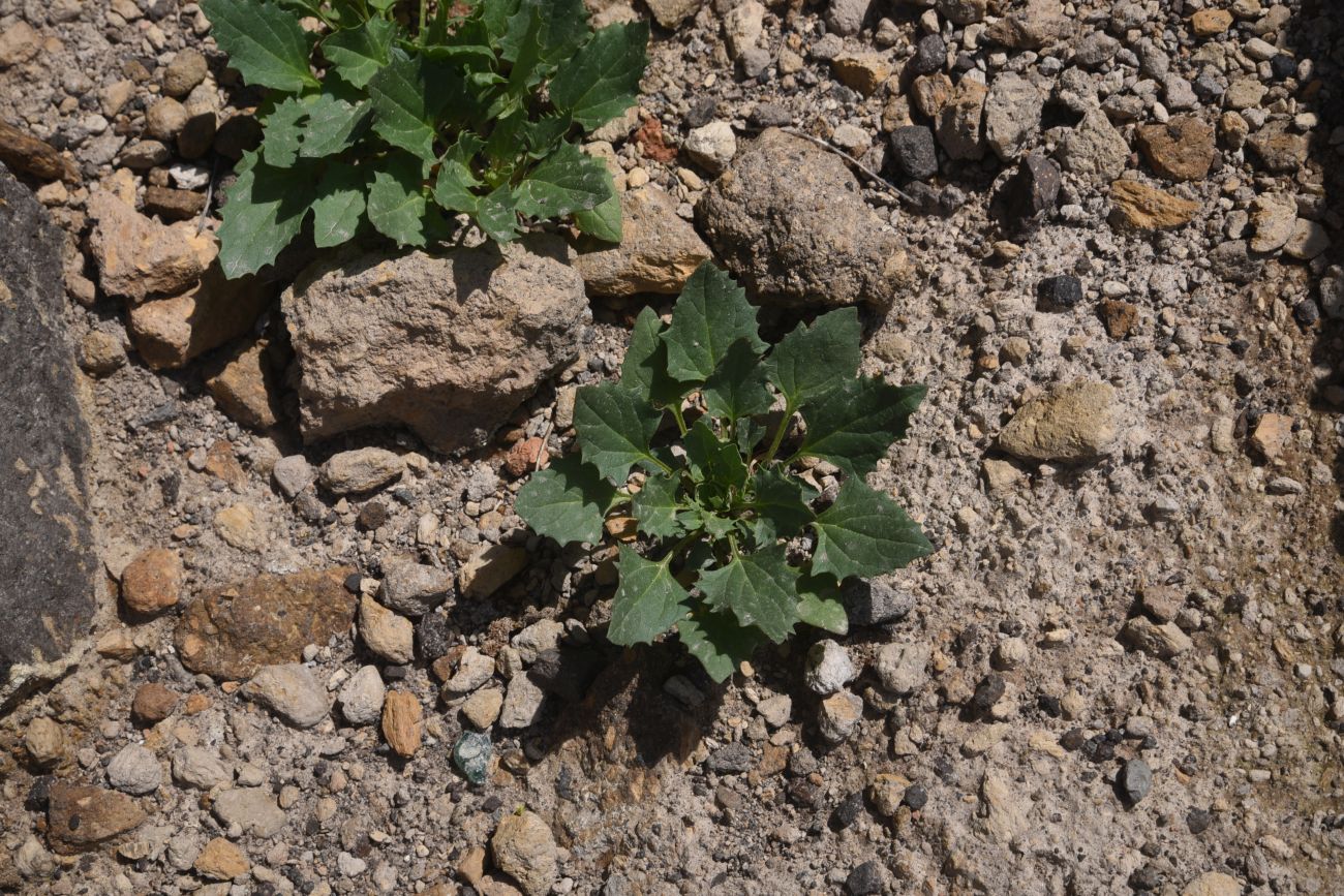 Image of Blitum virgatum specimen.
