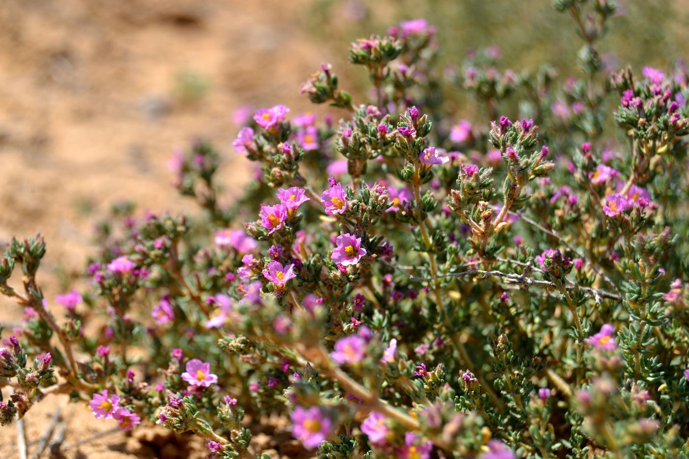 Image of Frankenia hirsuta specimen.