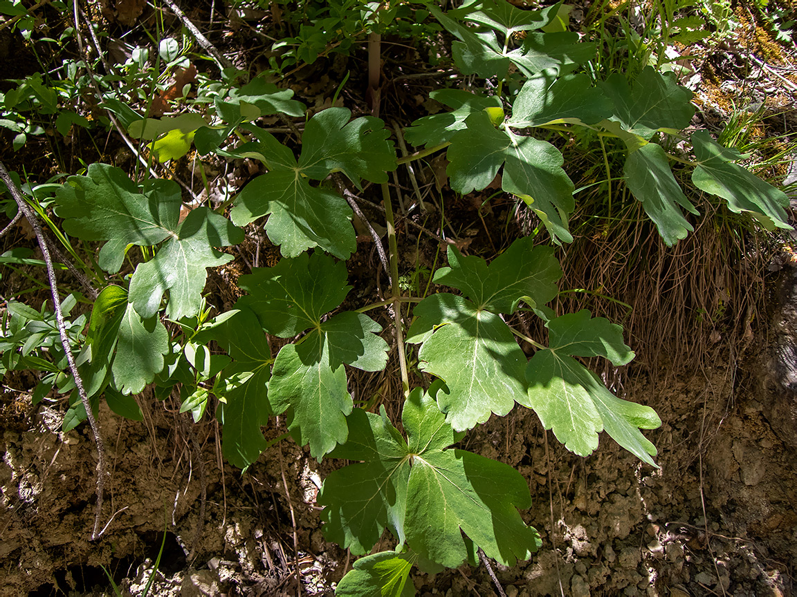Image of Laser trilobum specimen.