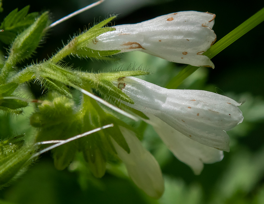 Изображение особи Symphytum tauricum.