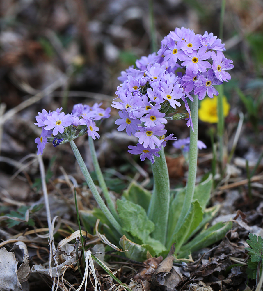 Изображение особи Primula fistulosa.
