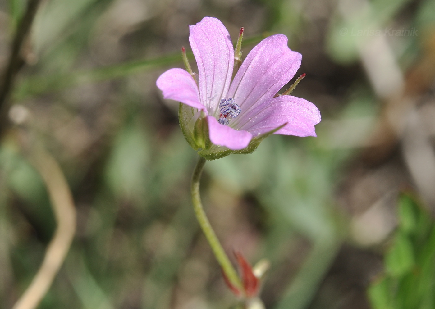 Image of Geranium dissectum specimen.