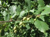 Duschekia alnobetula. Ветви с молодыми соплодиями. Болгария, гора Рила, по туристической тропе между хижиной Рибни езера и местностью Кирилова поляна, прибрежная терраса на берегу р. Рильска. 31 июля 2024 г.