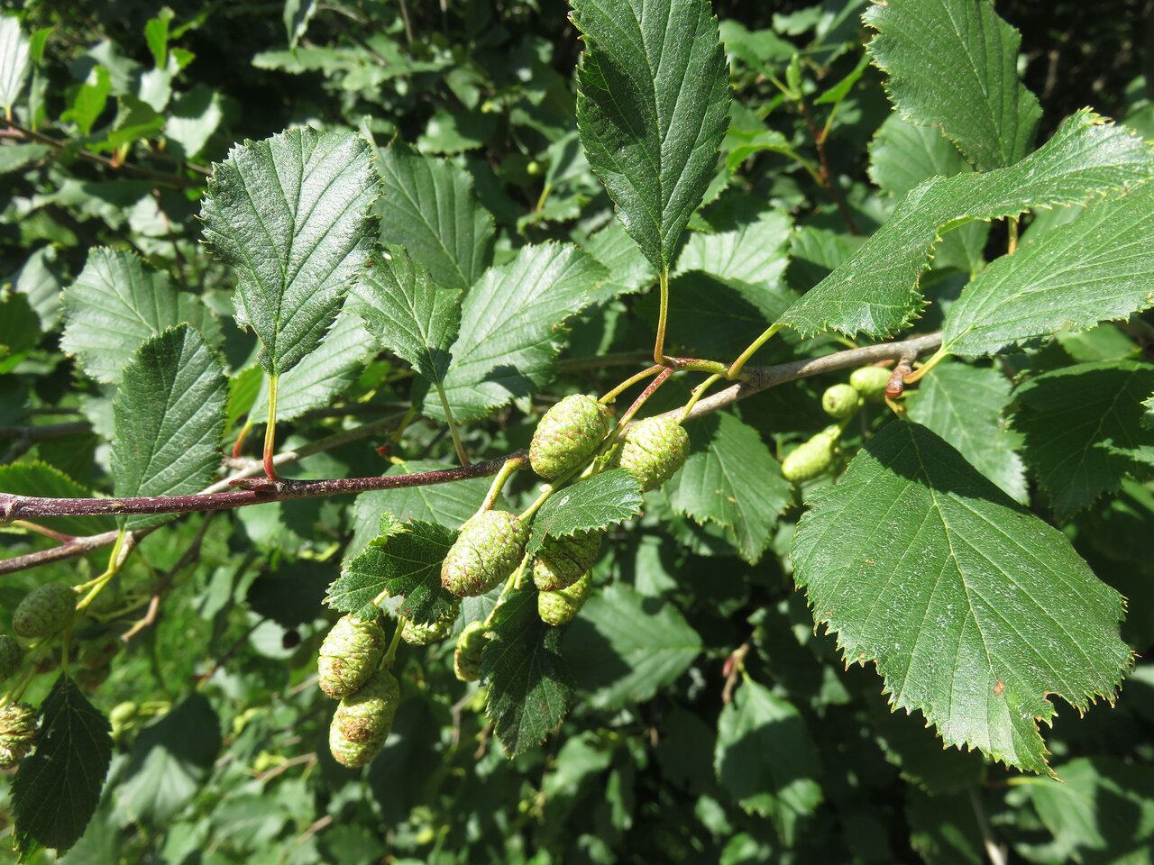 Изображение особи Duschekia alnobetula.