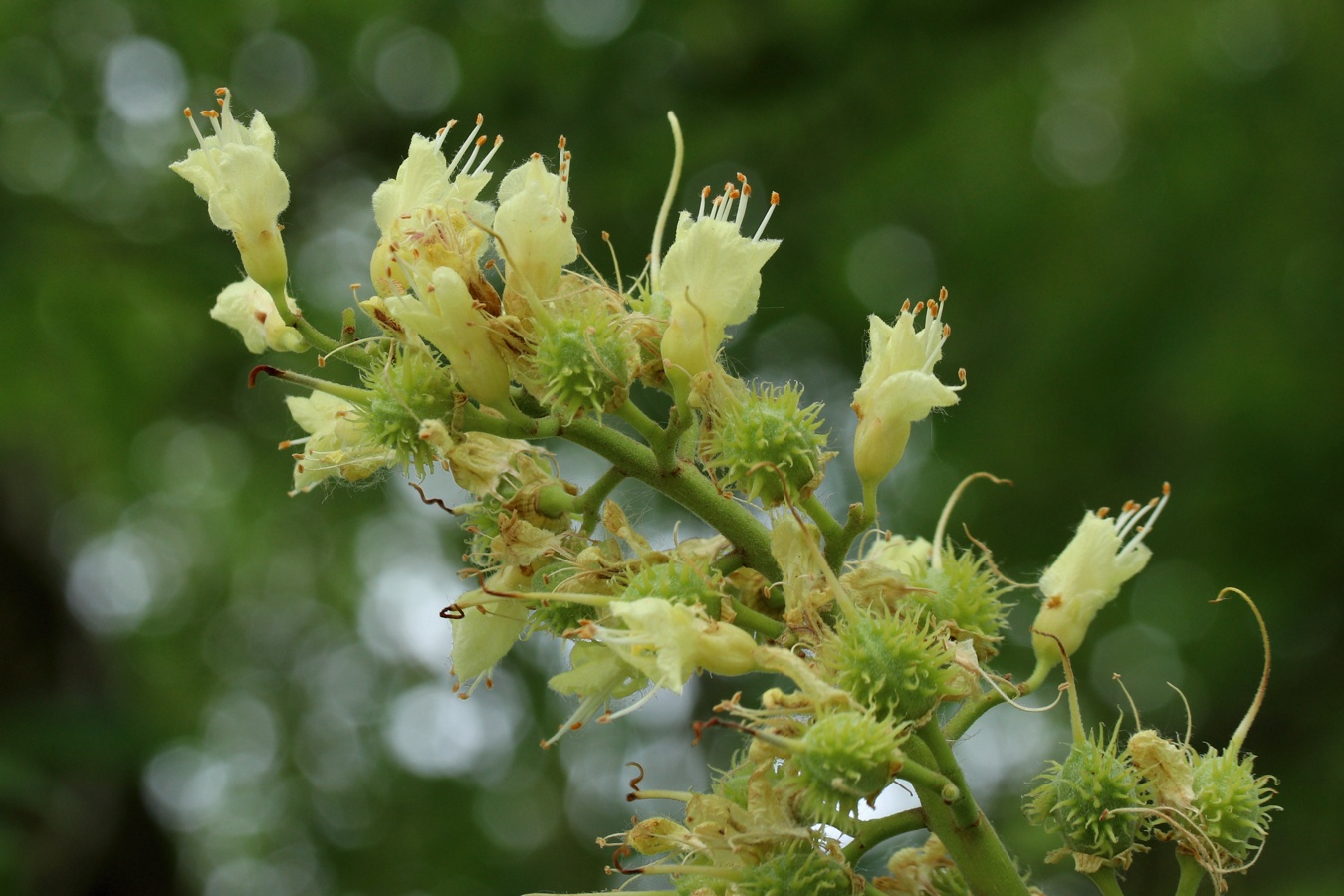 Изображение особи Aesculus glabra.