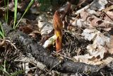 genus Orobanche. Молодое растение, растущее рядом с древовидным астрагалом. Развивающееся соцветие. Грузия, край Самцхе-Джавахети, Ахалцихский муниципалитет, левый борт р. Цинубанисцкали, 1,8 км выше по течению от горячего источника Цинубани, гребень небольшого отрога, выс. 1155 м н.у.м., лужок перед дубовой рощей. 9 июня 2026 г.