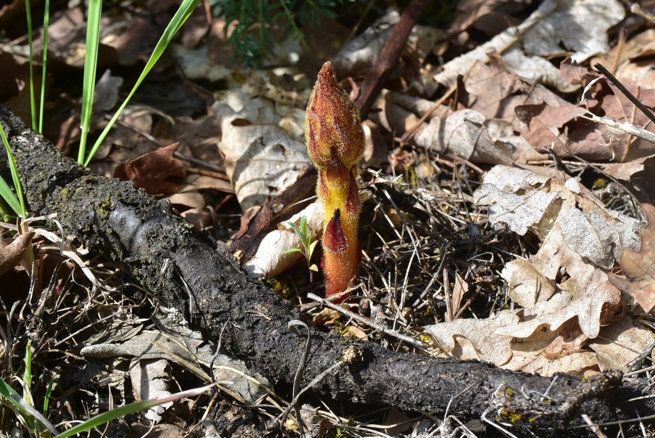 Image of genus Orobanche specimen.