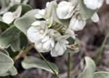 Otostegia olgae