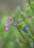 Andromeda polifolia. Верхушка побега с соцветием. Мурманск, Октябрьский р-н, берег о. Малое. 09.06.2026.