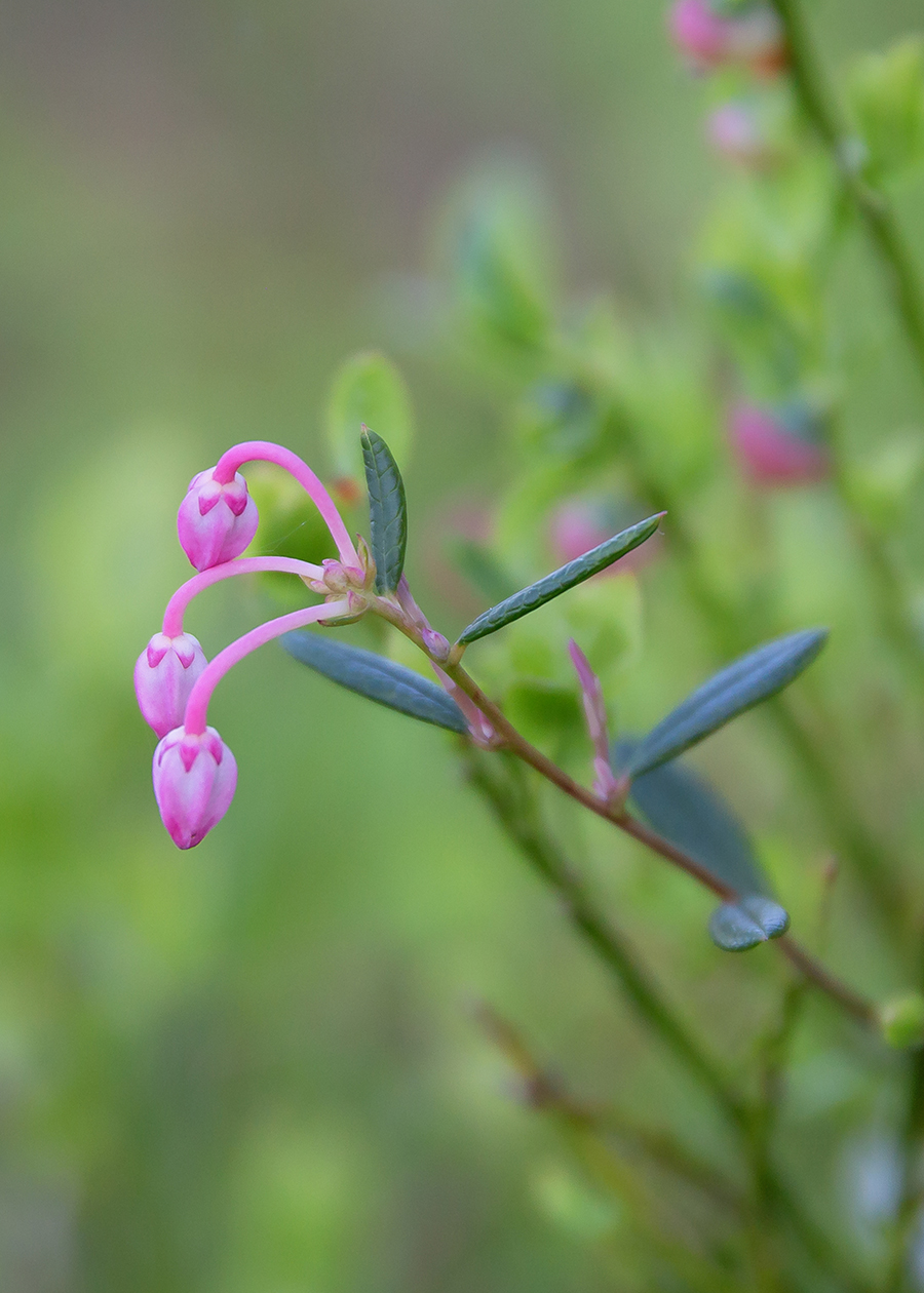 Изображение особи Andromeda polifolia.