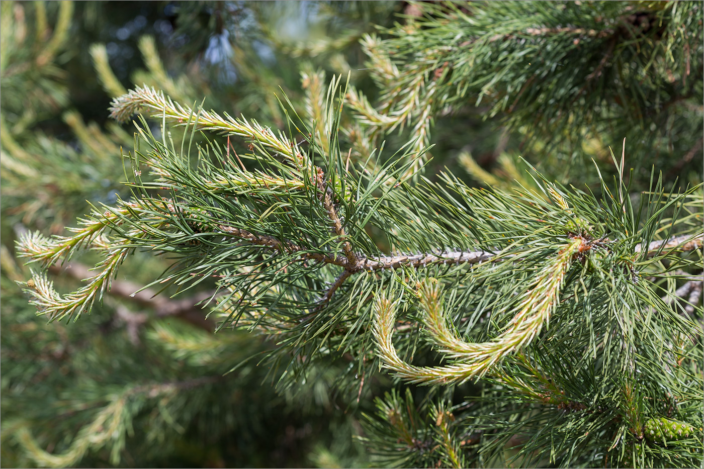 Image of Pinus sylvestris specimen.