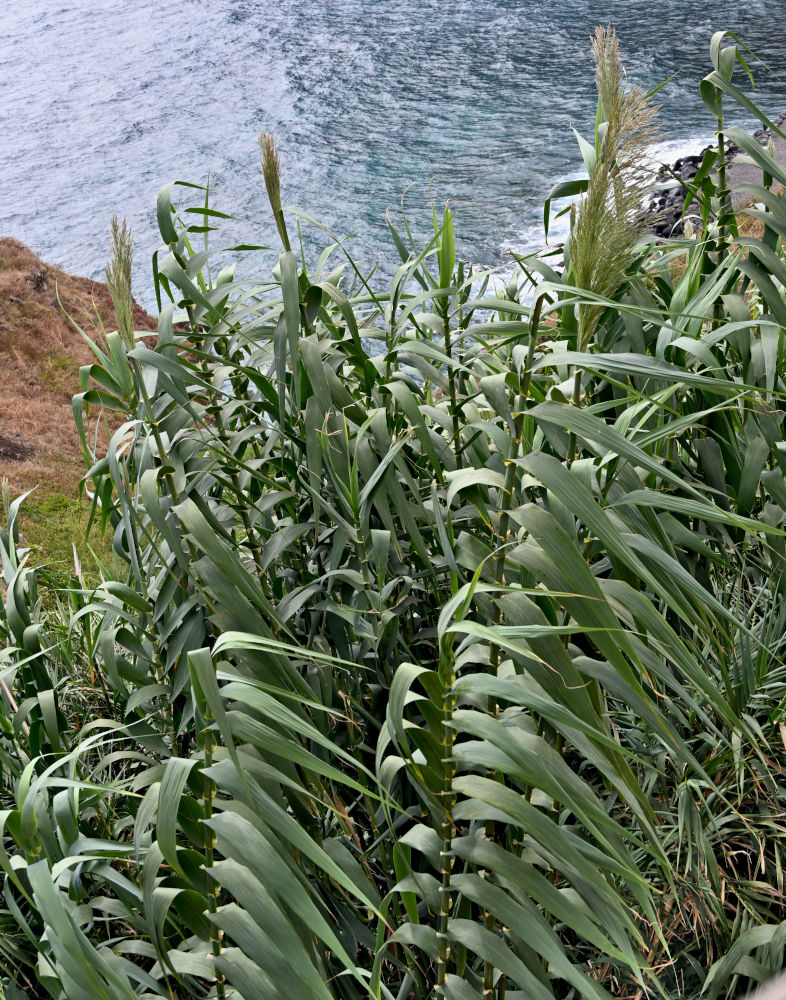Изображение особи Arundo donax.