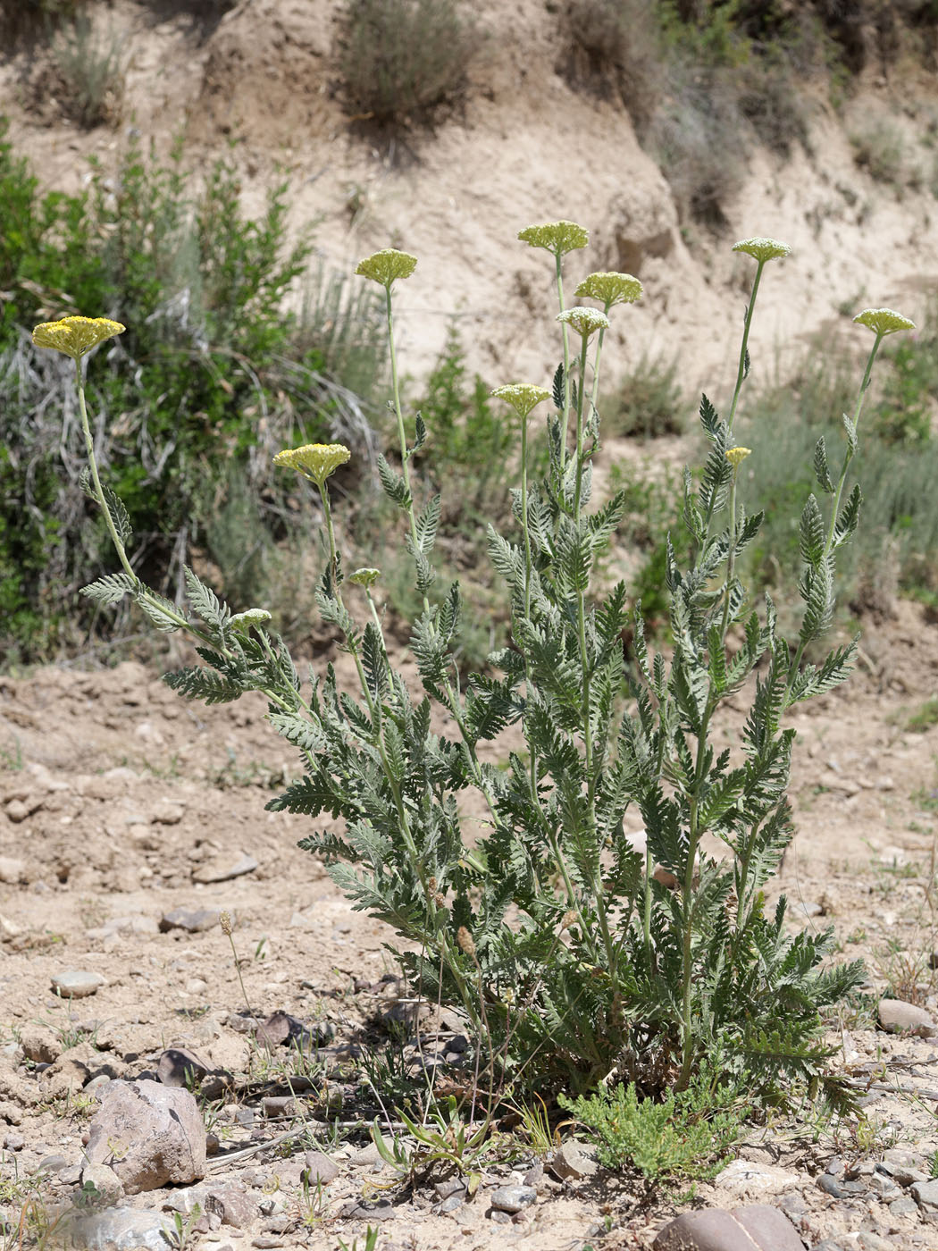 Image of Achillea filipendulina specimen.