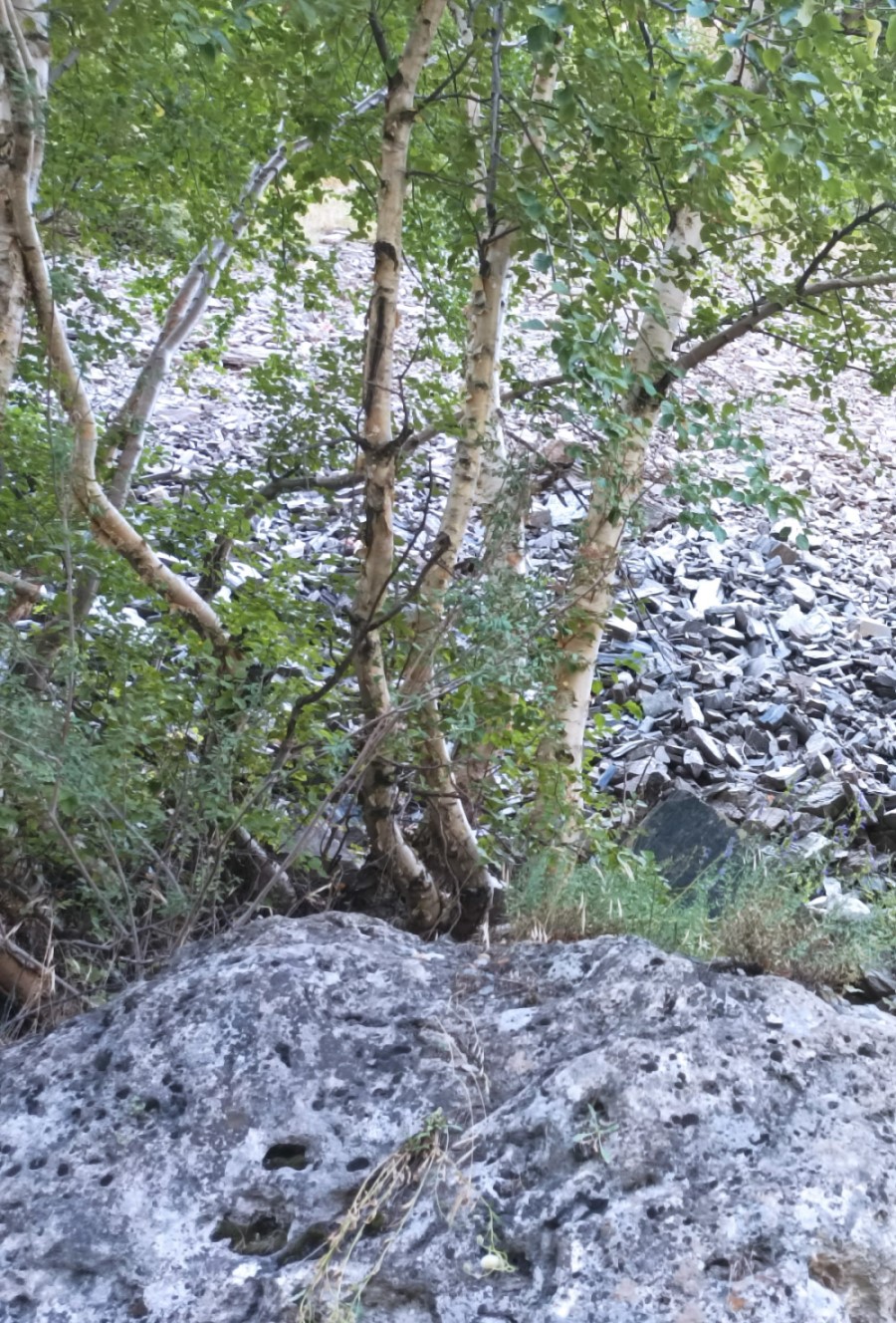 Image of Betula seravschanica specimen.