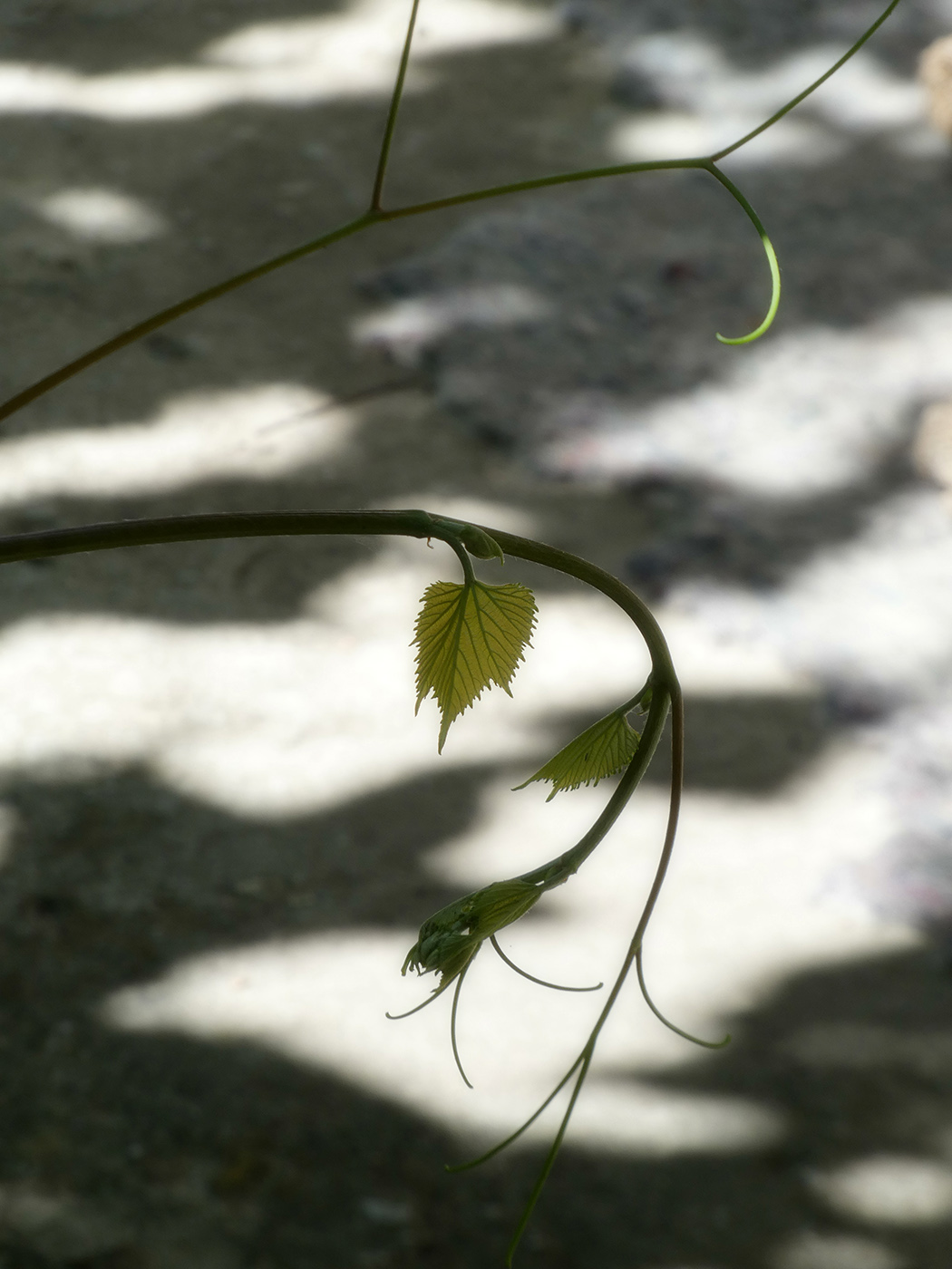 Image of Vitis × bacoi specimen.