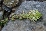 genus Pedicularis. Соцветие. Турция, ил Артвин, р-н Юсуфели, левый берег р. Бархал-Чайи над порогом, выс. 1800 м н.у.м., скальная полка. 14 июня 2026 г.